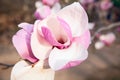 Flowers nature gift still life congratulation summer Pink image magnolia