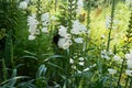 nature, flowers, house, garden, beautiful, bells, white