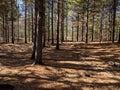 Nordhouse Dunes Wilderness