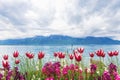 Flowers near lake, Montreux. Switzerland