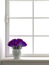 Flowers near the window Royalty Free Stock Photo