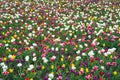 Flowers need good care. group of colorful holiday tulip flowerbed. Blossoming tulip field. spring landscape park