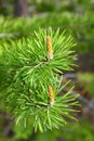 Flowers and needles of a pine