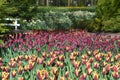 Pulple and yellow tulips at keukenhof park near