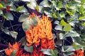 Flowers of a New-Guinea creeper, Mucuna bennettii