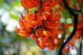 Flowers of a New-Guinea creeper, Mucuna bennettii