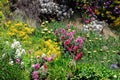 FLOWERS- New Zealand- Colorful Garden in Timaru