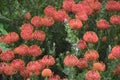 FLOWERS- New Zealand- overview of Beautiful Pincushion Proteas Royalty Free Stock Photo