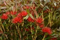 Rata flowers growing at Otira Gorge