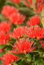 Rata flowers growing at Otira Gorge