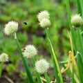 Flowers spring in time buds and in bloom Royalty Free Stock Photo