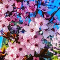 Flowers in the nice spring