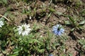 2 flowers of Nigella damascena blue and white Royalty Free Stock Photo