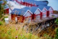 Flowers in Norway and typical Rourbuer fishing cabins in Lofoten village on a rainy day in the background