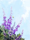 Flowers Oil Digital Painting