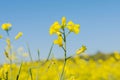 Flowers of oilseed plant rapeseed on a background of blue sky. Plant seeds for the oil industry and green energy Royalty Free Stock Photo