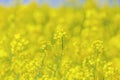 Flowers of the oilseed plant Royalty Free Stock Photo