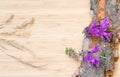 Flowers on old bark, rustic Royalty Free Stock Photo