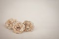 Flowers - old book paper roses