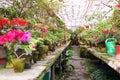 Flowers in the old greenhouse. Rhododendron flowers and tropical plants growing in a vintage greenhouse. Royalty Free Stock Photo