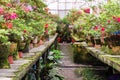 Flowers in the old greenhouse. Rhododendron flowers and tropical plants growing in a vintage greenhouse. Royalty Free Stock Photo