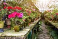 Flowers in the old greenhouse. Rhododendron flowers and tropical plants growing in a vintage greenhouse. Royalty Free Stock Photo