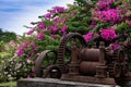 Flowers and old rum estate machinery, Grenada