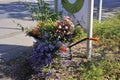 Flowers in an old wheelbarrow Royalty Free Stock Photo