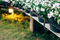 Flowers on old wooden bridges