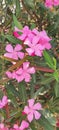 Flowers of the oleanders-