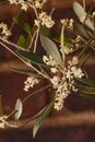 Flowers of the Olive tree Olea europea  10350 Royalty Free Stock Photo