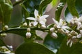 Flowers of the Olive tree Olea europea  10014 Royalty Free Stock Photo