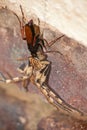 Spider eating wasp, Pompilidae Sp. with it`s Rain Spider  Palystes superciliosus prey 3 Royalty Free Stock Photo