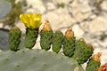 Flowers of Opuntia ficus-indica Royalty Free Stock Photo