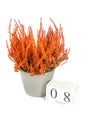 Flowers of orange Calluna vulgaris with cube calendar on white background, isolated, copy space for text. Womens Day, March 8 Royalty Free Stock Photo