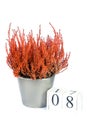 Flowers of orange Calluna vulgaris with cube calendar on white background, isolated, copy space for text. Womens Day, March 8. Royalty Free Stock Photo