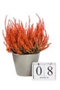 Flowers of orange Calluna vulgaris with cube calendar on white background, isolated, copy space for text. Womens Day, March 8. Royalty Free Stock Photo