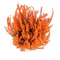 Flowers of orange Calluna vulgaris on white background, top view, isolated