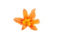 Flowers of an orange daylily on a white isolated background. Decorative items. Beautiful flowers