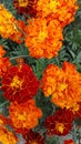 Flowers, Orange, Garden Flowers, Flower, Garden, Orange Flowers