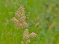 Flowering orchard grass in a meadow