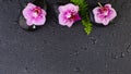Flowers orchid and black zen massage stones, spa top view flat lay Royalty Free Stock Photo