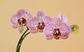 Flowers of the orchid falenopsis.