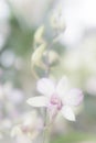 Flowers orchid white vintage and filter white vintage style back