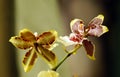 Flowers of orchids Cambria of tiger color close up.