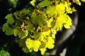 Flowers of Orchids Oncidium goldiana commonly known as Dancing ladies Orchid or Golden shower Royalty Free Stock Photo