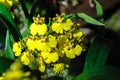 Flowers of Orchids Oncidium goldiana commonly known as Dancing ladies Orchid or Golden shower Royalty Free Stock Photo