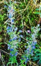 Flowers of the ordinary bruise Echium vulgare L. are blue in the form of bells on a background of bright greenery. Royalty Free Stock Photo