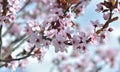 Flowers of a prunus tree  blooming in springtime Royalty Free Stock Photo