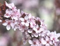 Flowers of an ornamental prunus tree  blooming Royalty Free Stock Photo
